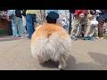 「棒」を咥えた犬を『近所のお祭り』に連れて行ってみた結果…
