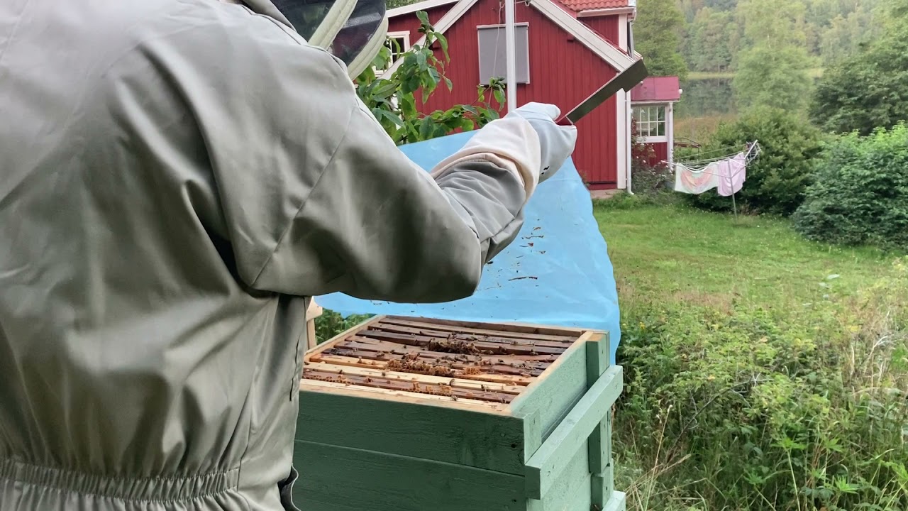 Röveri i Blombackens bigård 16 juli.