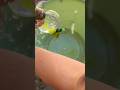 Nano tape green and yellow ballon😱😜 #nanotape #waterballoon #wow #yellow #green #nanotapeballonpop