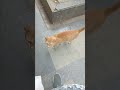 Stray cat at 17 park