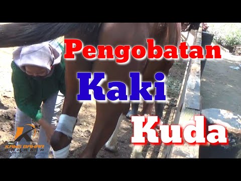 Video: Bagaimana cara mengetahui kaki kuda yang lumpuh?