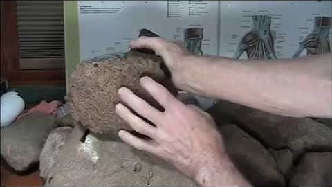 Mudfossil U Part 5 skin bone flesh examined