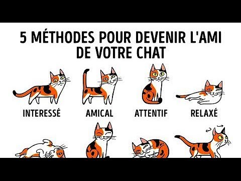 Comment Mieux Comprendre Le Langage Des Chats Youtube