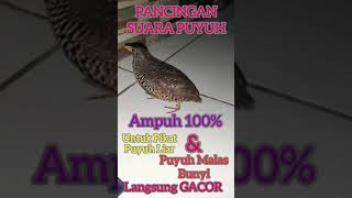 Suara Puyuh Betina, Ampuh 100% Langsung Gacor.