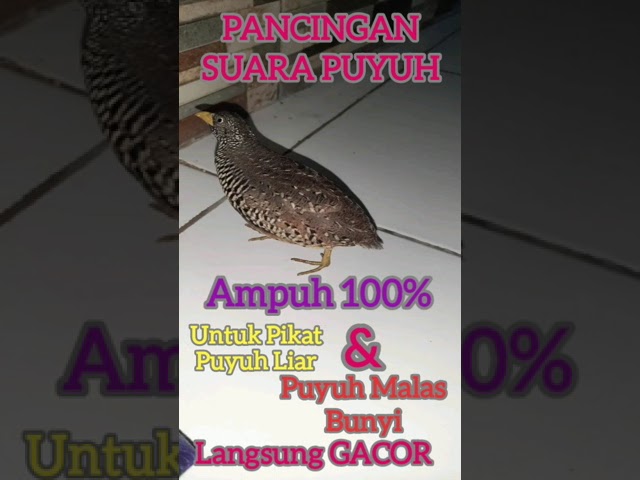 Suara Puyuh Betina, Ampuh 100% Langsung Gacor. class=