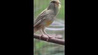 KENARI ISIAN LOVEBIRD DAN CIBLEK NGEBREN - MASTERAN BURUNG