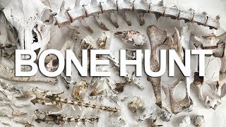 Hunting for Bones in the Utah Desert