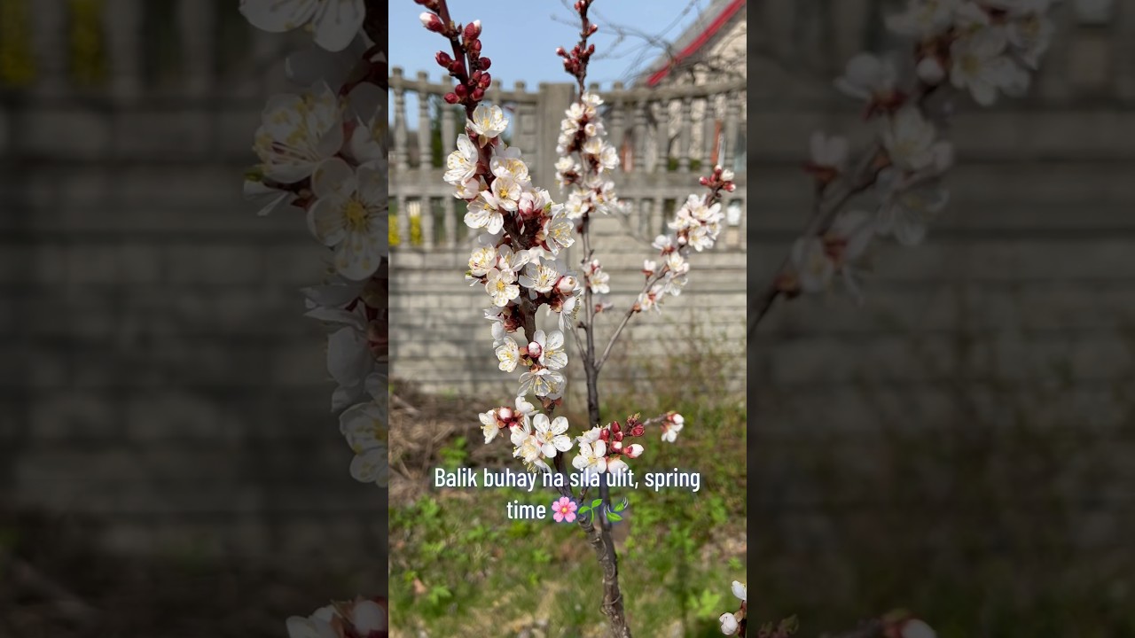 The beauty of spring 