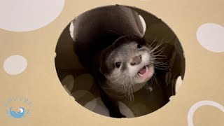 穴からひょっこり！双子のカワウソ　Twin otters peek through the holes!