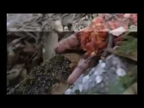 Human Remains Dismembered Body of Jenni Rivera 2012Restos Humanos Cuerpo de...