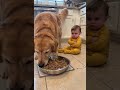【やきもち】先にご飯をもらったゴールデンを腕を組んで全力で睨む赤ちゃんが可愛すぎた🤣🐶 #shorts #赤ちゃん #ゴールデンレトリバー #犬 #笑える