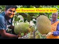 Barahmasi kathal ki kheti a to z guide to jackfruit farming veatnam super erly jackfruir ki khati