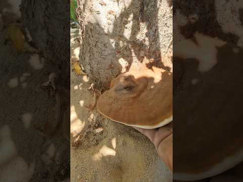 المشروم أو عش الغراب