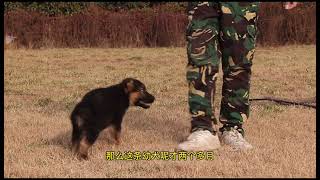 关于纯种德国牧羊犬立耳狀況，龍飛今天做出詳細解說！