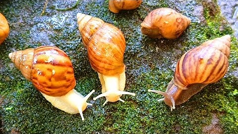 The Unique incredible Locomotion of the snails colonies​ #Snails #SnailColony #AnimalLocomotion 