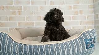 747629 T・プードル - YouTube