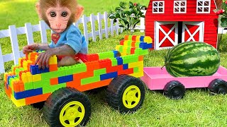 Monyet Bon Bon Imut makan semangka yang dipanen dari peternakan dan mandi busa bersama teman bebek