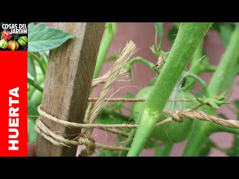 Vídeo: Talladega Plant Care – Aprenda a cultivar tomates Talladega