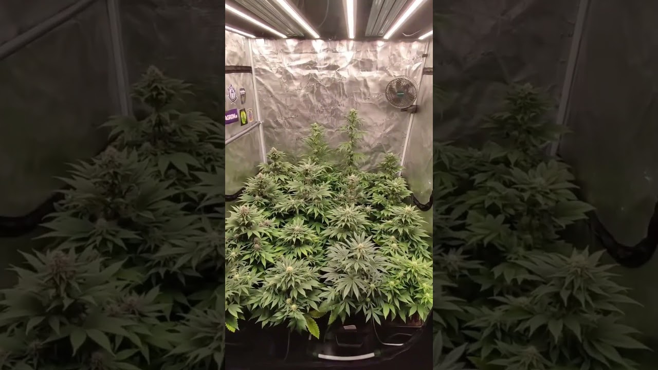 Seed to harvest grow journal with Mars Hydro FC6500 & ADlite supplemental lights 