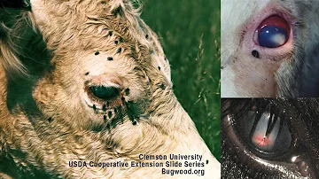 What causes winter pink eye in cattle?