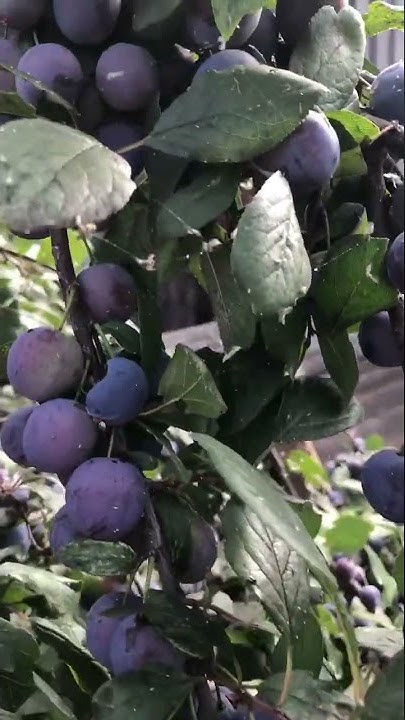 Слива на даче. Лето подходит к концу. Дача и Сад. - YouTube