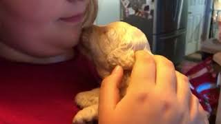 Multigen Labradoodle Puppy Eyes Open Day 14 by Dreamydoodles Northwest 130 views 5 years ago 48 seconds