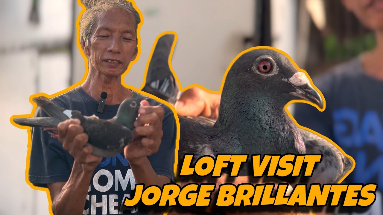 ONE OF VETERAN FANCIER NG STA ROSA LAGUNA