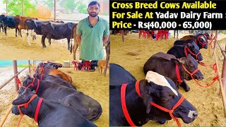 Cross Breed Cows Available For Sale At Yadav Dairy Farm, Lucknow👌/ Price Range Rs (40,000 - 65,000)