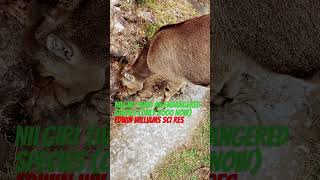 Nilgiri tahr: an endangered species. Nilgiritragus hylocrius. #youtubeshorts. @edwinwilliams7767