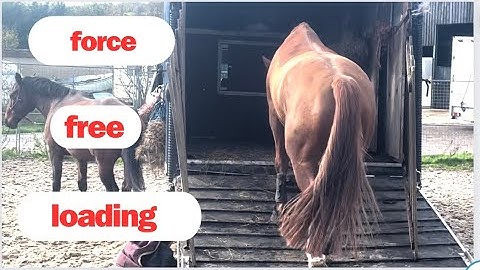 How to trailer load a horse without force
