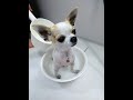 モネの入浴★洗面器バージョン