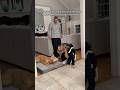 My dog is getting old…but he’s still the boss of the house.#dog #dogshorts #funnydogs #doglife