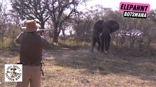 Enormous Botswana Elephant