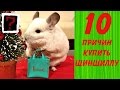 10 ПРИЧИН КУПИТЬ ШИНШИЛЛУ!- Интересные факты!