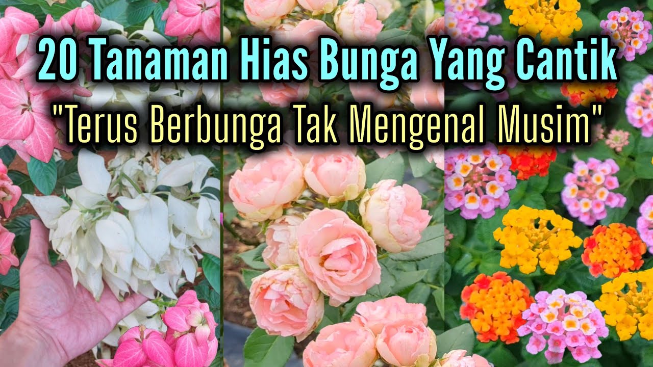 Terus Menerus Berbunga!! Inilah 20 Tanaman Hias Bunga Yang Cantik Dan Populer