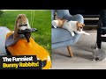 The funniest and cutest bunny rabbit compilation  funny bunnies 2021