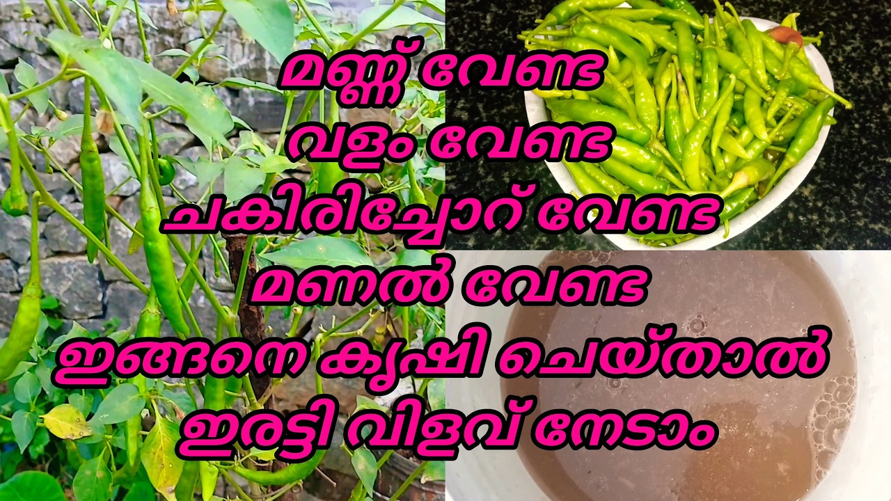 Mulaku krishi A To Z | Chilly Farming On Terrace In container | Soilless Farming | Kitchen Tips