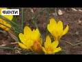 🌷КВІТИ НА РУЇНАХ: у Харкові жінка займається озелененням міста-героя