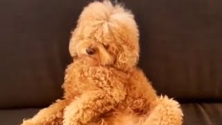 Snoring dog falls asleep sitting like a human