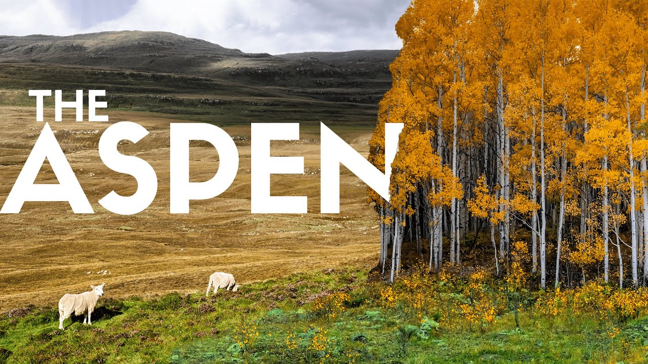 This Forgotten Tree is Rewilding Scotland - here’s how