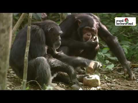 วีดีโอ: BBC ฉายสารคดีเรื่องแรกของลิงชิมแปนซี