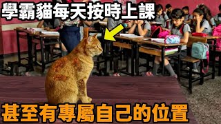 流浪猫化身學霸貓每天會準時跑到教室上課聽完竟直接趕下個教室