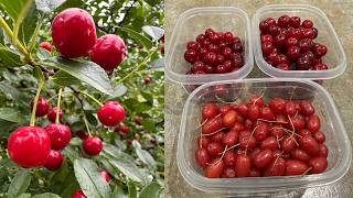 Bush Cherry vs Goumi: Best Fruiting Bush? 🍒 #garden #gardening