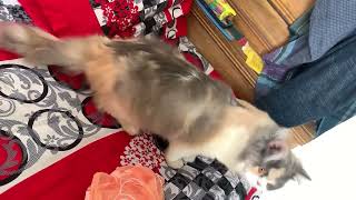 Enjoying the weather #pets #cat #catlover #cutebaby #funny #cute #foryou #baby #viral #viralvideo