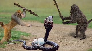 Omg! Capuchin Monkey Rescue Baby Mouse From Snake Swallowing After Mother Mouse Panic Run Away