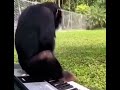 monke jamming out