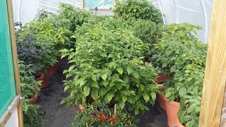 Chilli Polytunnel Update September 2015