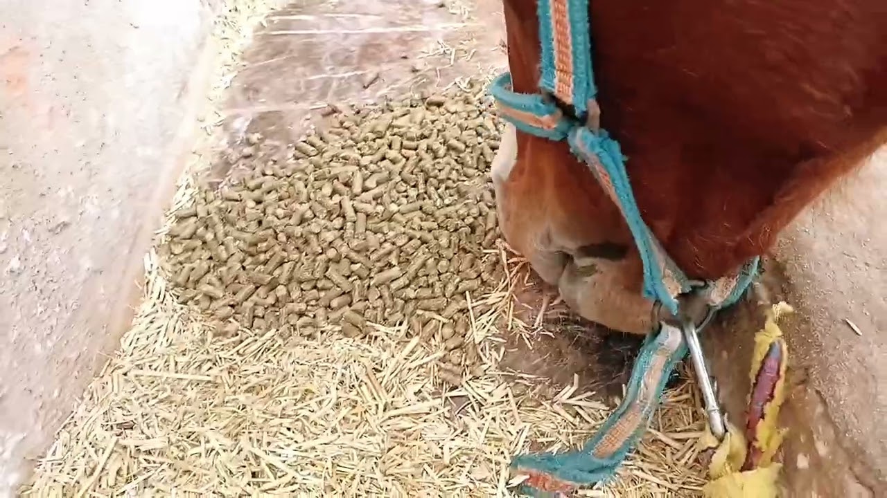 تغذيه الخيل علف الخيول .بعد غلاء الاسعار - YouTube