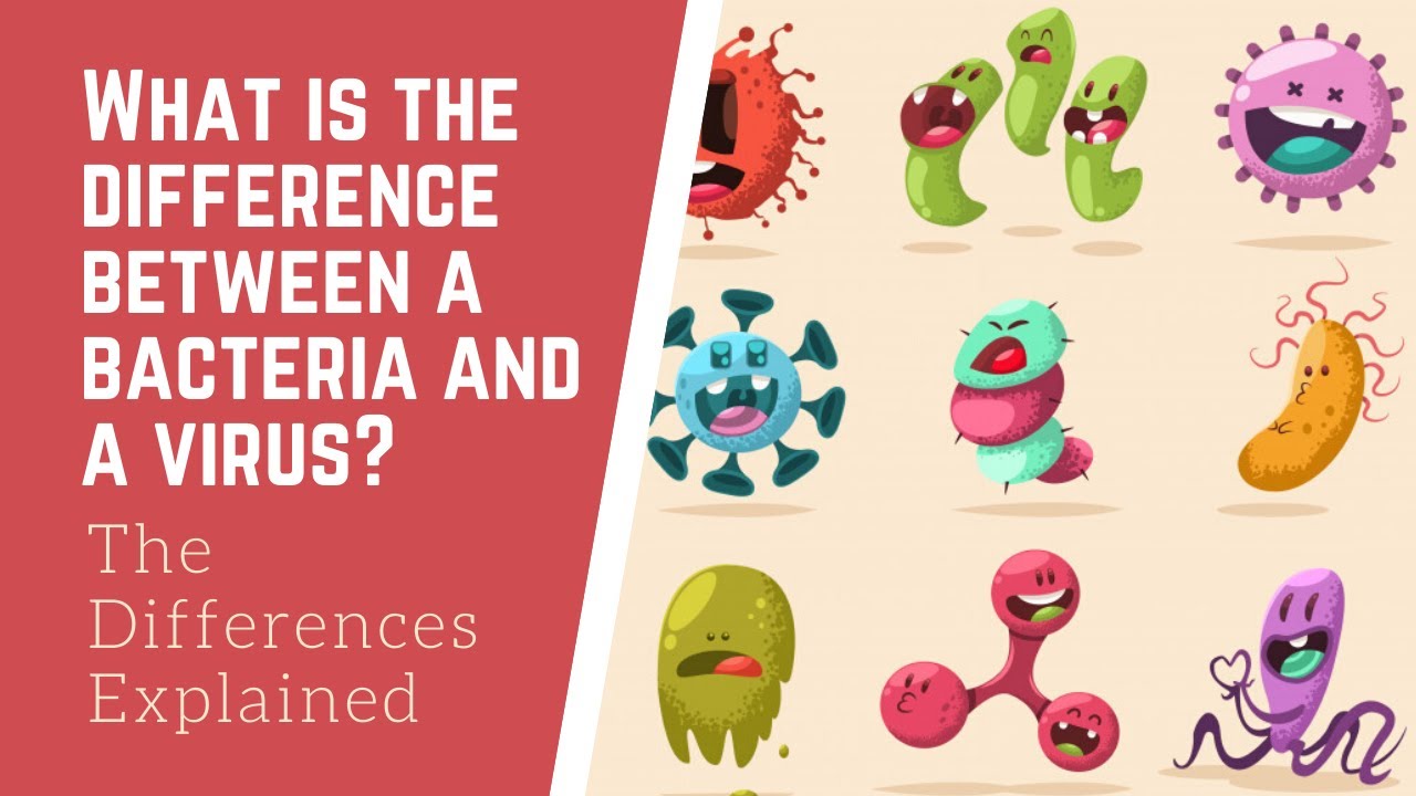 What is the difference between a bacteria and a virus? The Differences ...
