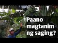 Paano magtanim ng saging? || How to plant banana?